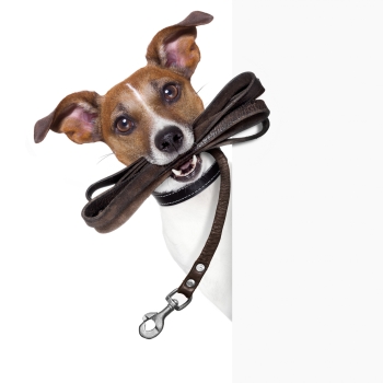 Hund schaut um die Ecke