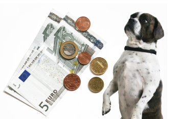 Hund mit Geld